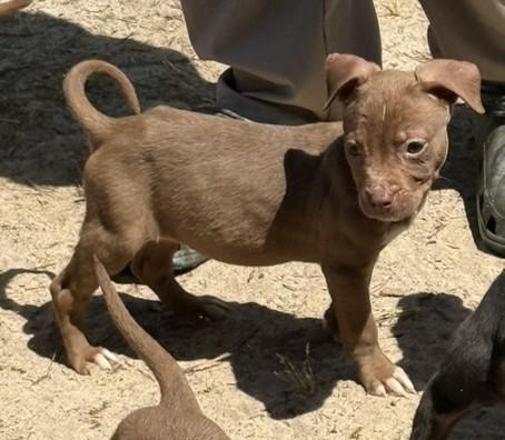 Belle, ADOPTABLE, Puppy Female Terrier.
