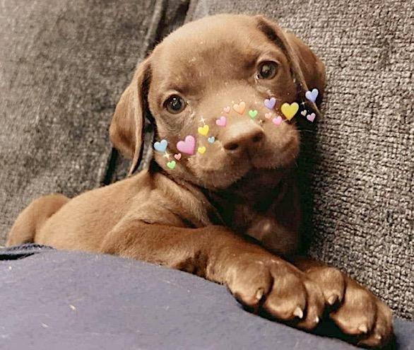 Enlarge Charlotte, a Adopted mixed breed in Mount Airy, NC image 1/5