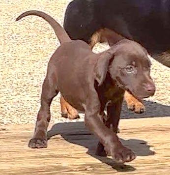 Enlarge Charlotte, a Adopted mixed breed in Mount Airy, NC image 2/5