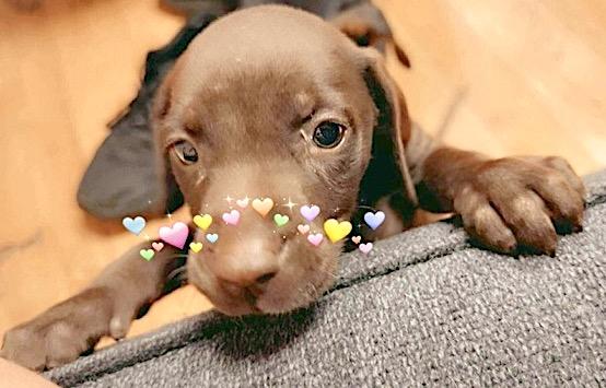 Enlarge Charlotte, a Adopted mixed breed in Mount Airy, NC image 3/5