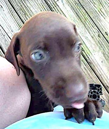 Enlarge Charlotte, a Adopted mixed breed in Mount Airy, NC image 4/5