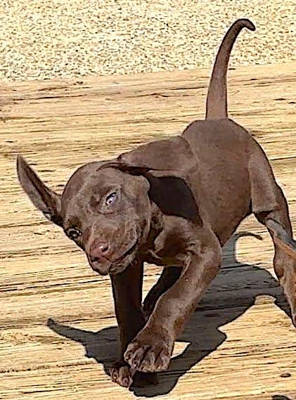 Enlarge Charlotte, a Adopted mixed breed in Mount Airy, NC image 5/5