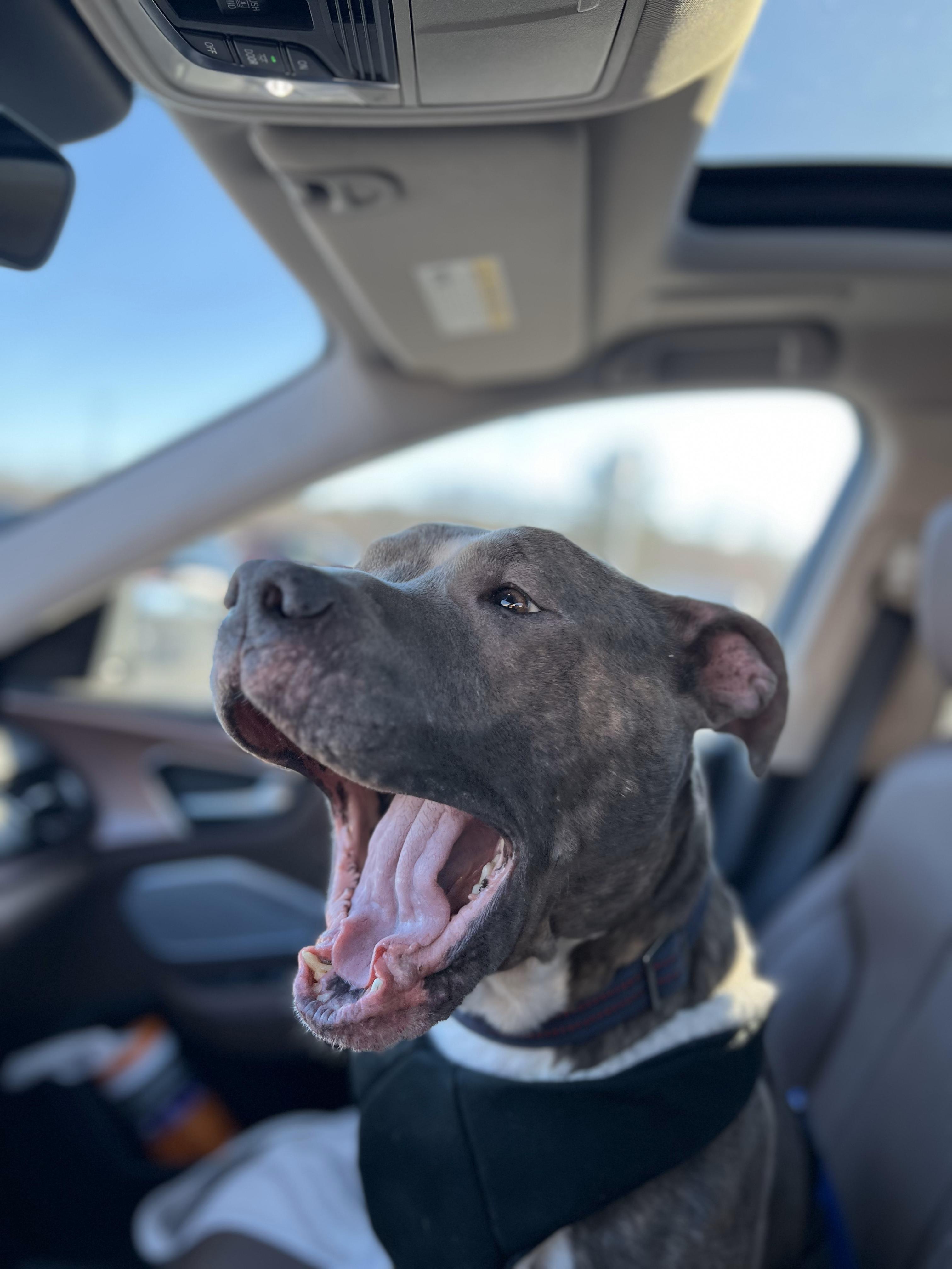 Enlarge Faith, a Adopted Pit Bull Terrier in North Grosvenordale, CT image 3/5