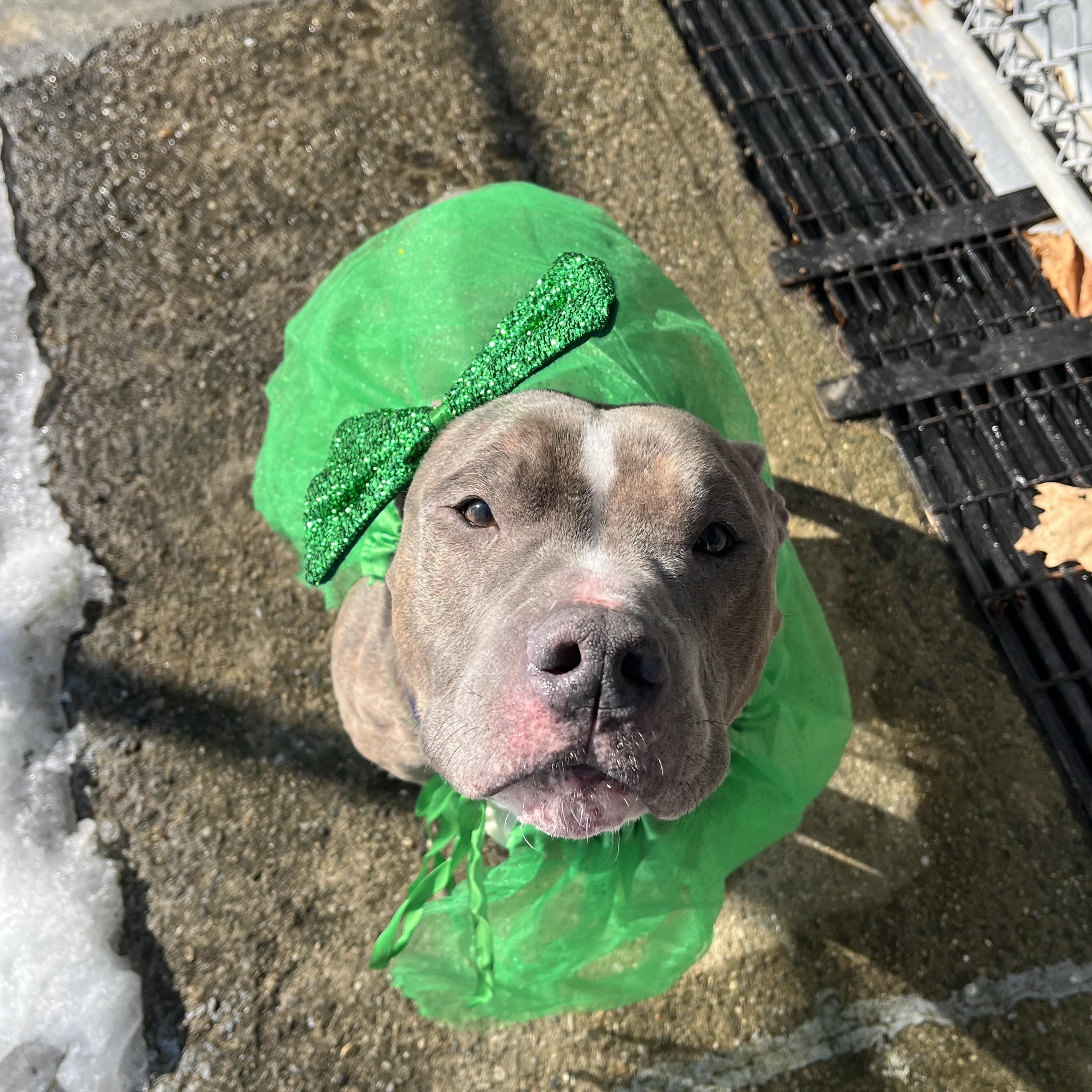 Faith, Adopted, Adult Female Pit Bull Terrier.
