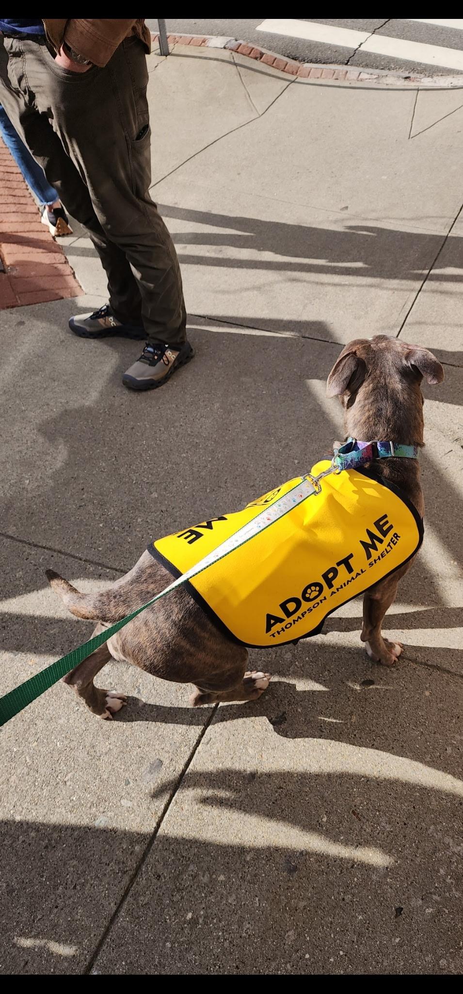 Enlarge Faith, a Adopted Pit Bull Terrier in North Grosvenordale, CT image 2/5