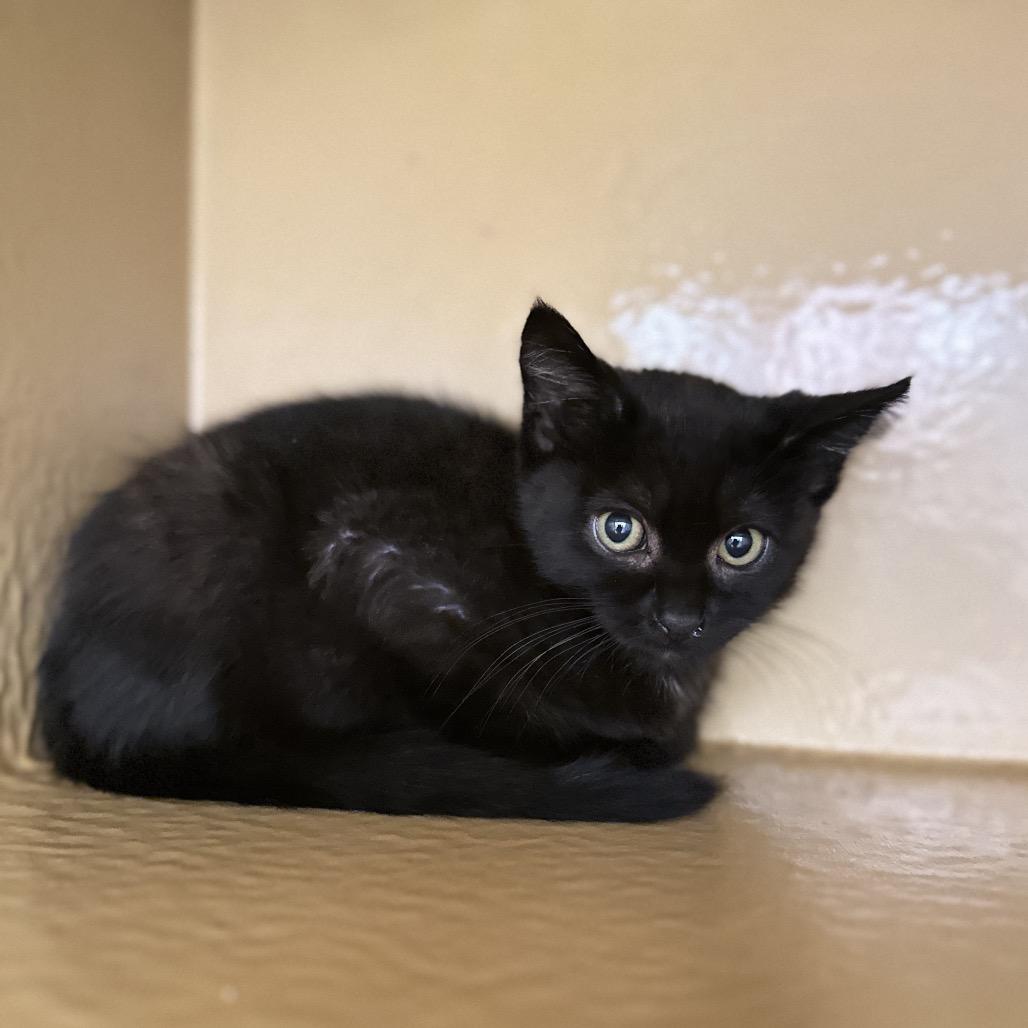 Mike, a Adoptable Domestic Short Hair in Spokane, WA image 1/6