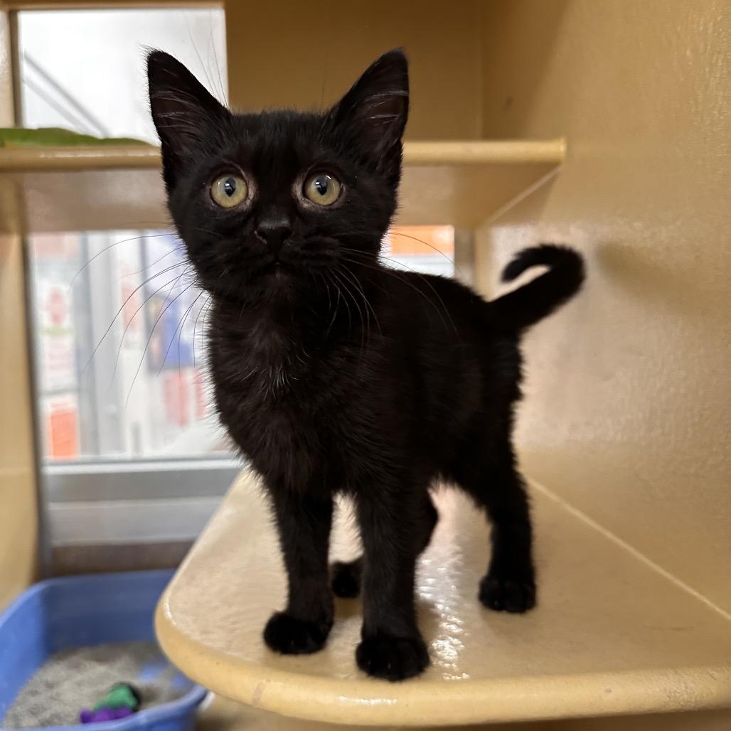 Mike, a Adoptable Domestic Short Hair in Spokane, WA image 2/6