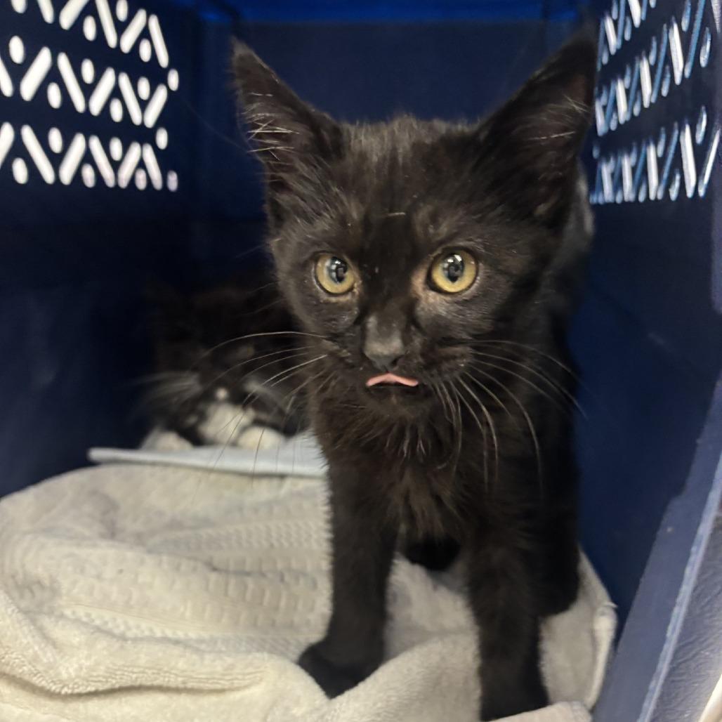 Mike, a Adoptable Domestic Short Hair in Spokane, WA image 3/6