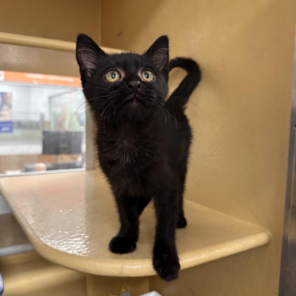 Mike, a Adoptable Domestic Short Hair in Spokane, WA image 4/6
