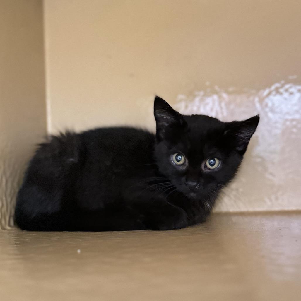 Mike, a Adoptable Domestic Short Hair in Spokane, WA image 5/6