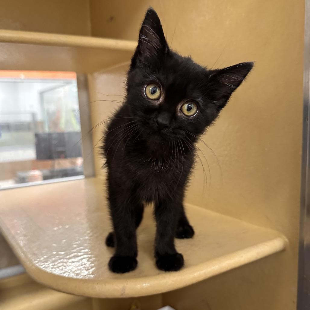 Mike, a Adoptable Domestic Short Hair in Spokane, WA image 6/6