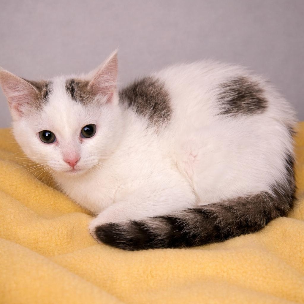 Sparroh, ADOPTABLE, Kitten Female Domestic Short Hair.