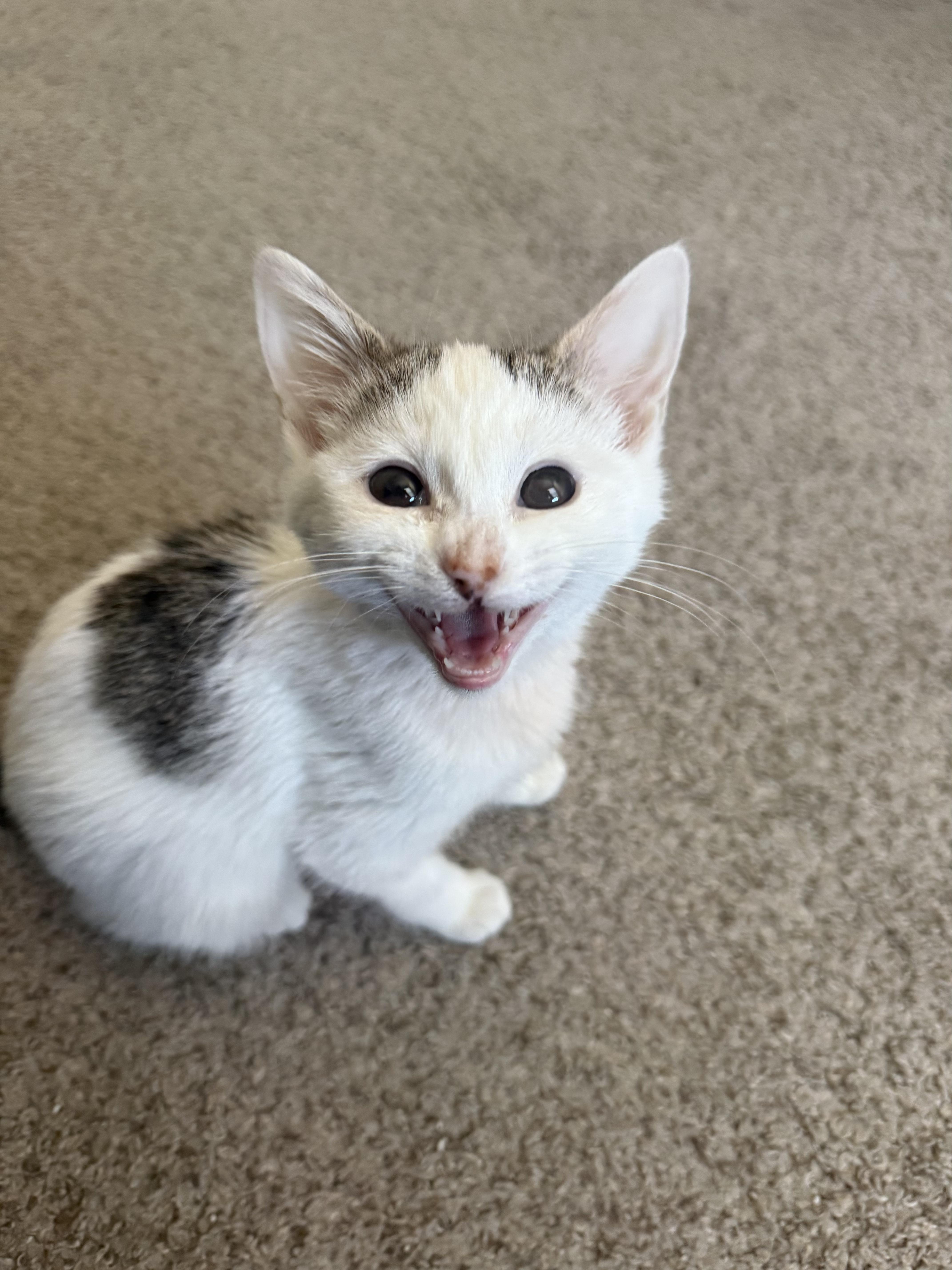 Enlarge Sparroh, a ADOPTABLE mixed breed in Fort Collins, CO image 3/6