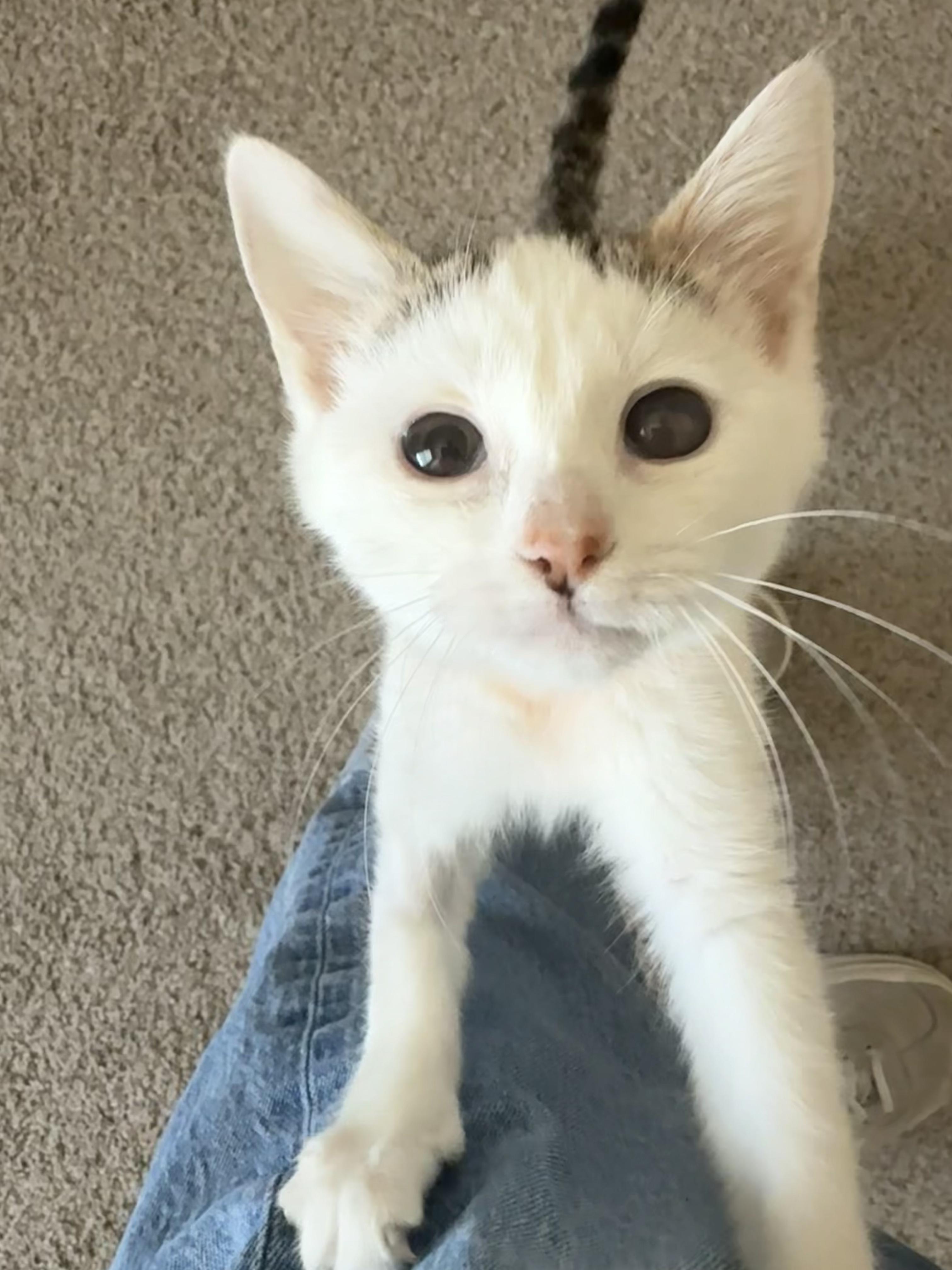 Enlarge Sparroh, a ADOPTABLE mixed breed in Fort Collins, CO image 2/6