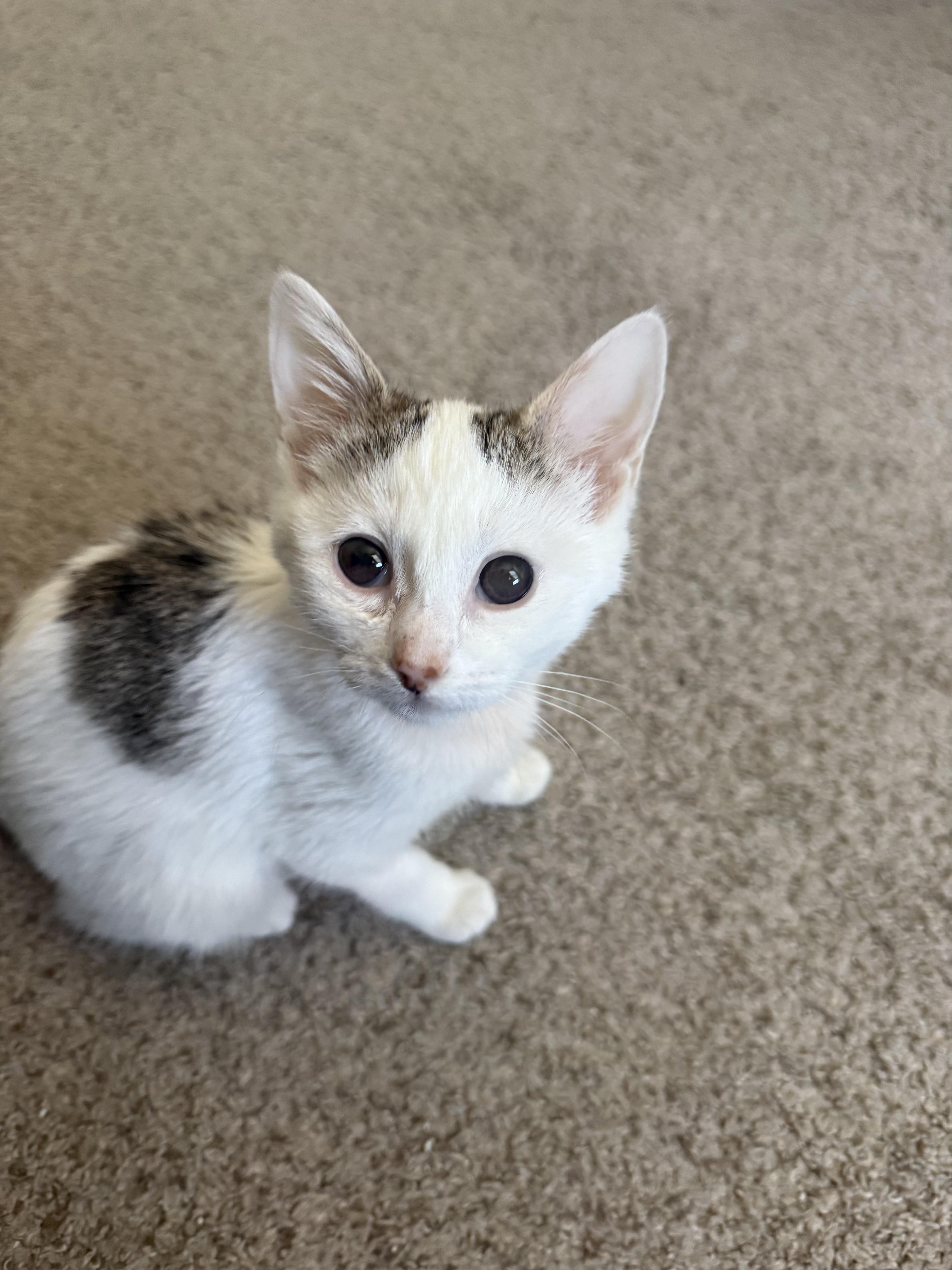 Enlarge Sparroh, a ADOPTABLE mixed breed in Fort Collins, CO image 6/6