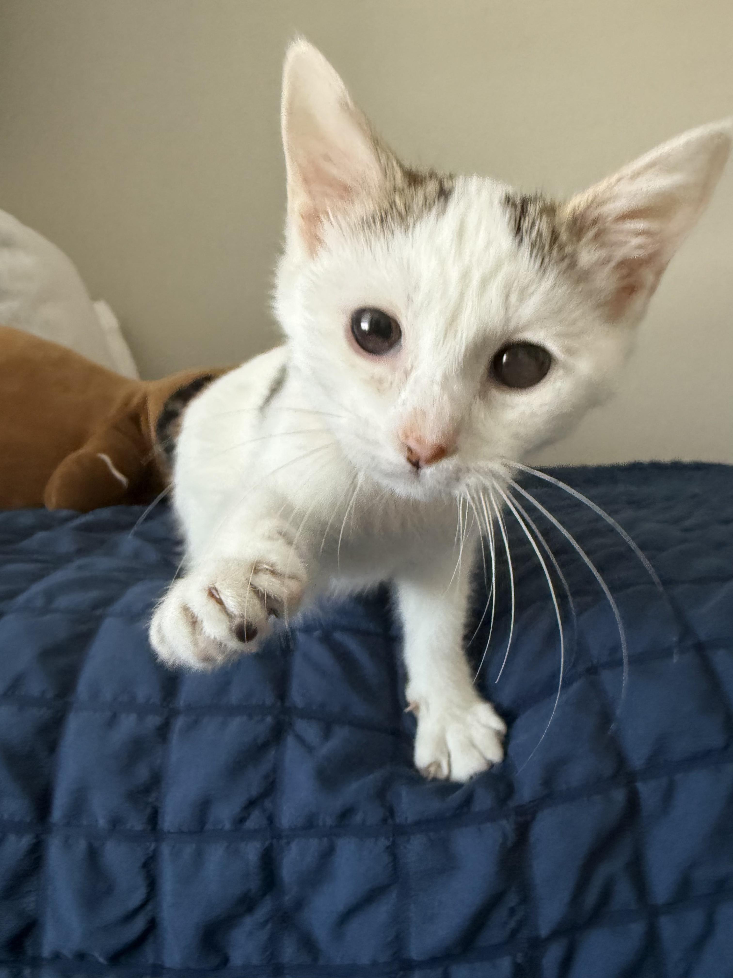 Enlarge Sparroh, a ADOPTABLE mixed breed in Fort Collins, CO image 5/6