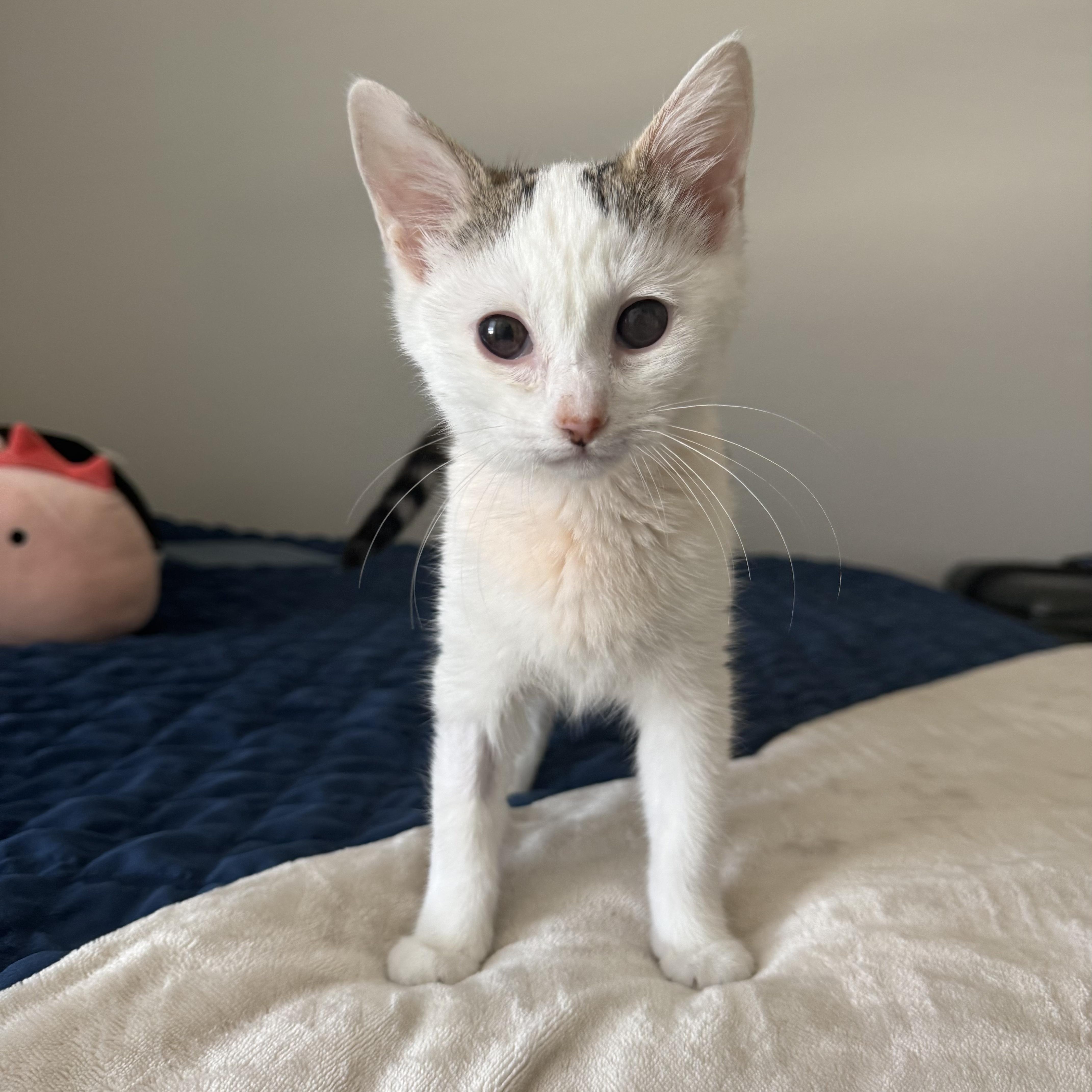 Sparroh, ADOPTABLE, Kitten Female Domestic Short Hair.