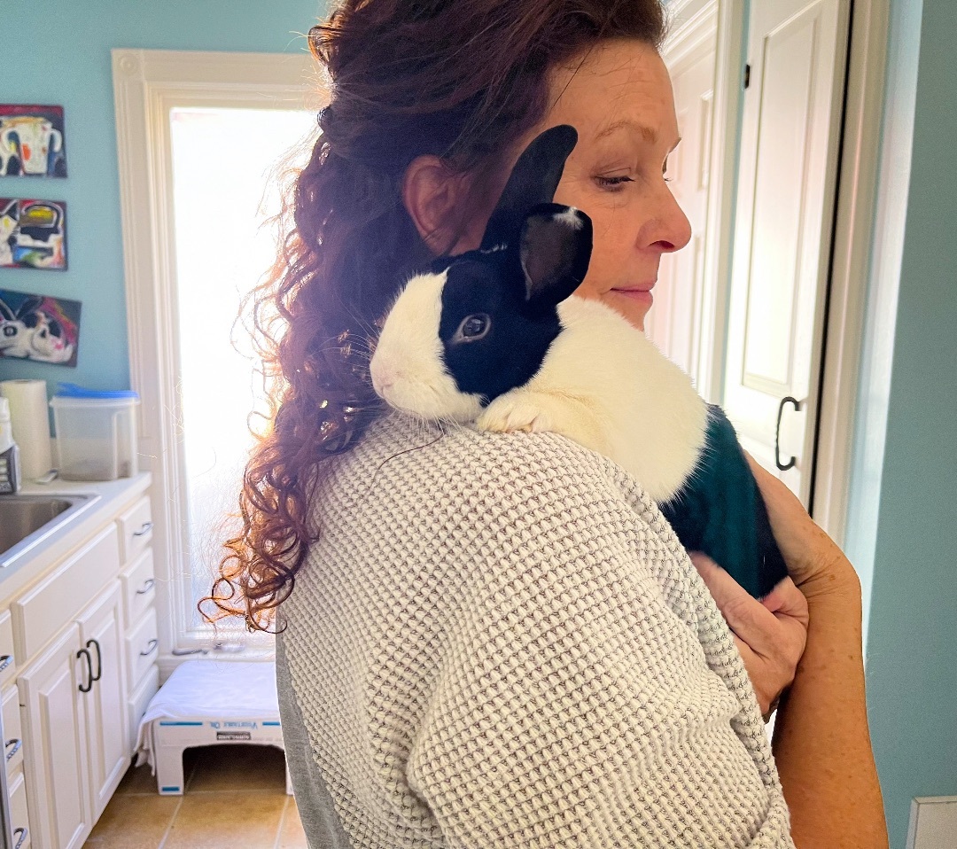 Beefhead, a Adoptable Dutch in Columbia, TN image 1/10