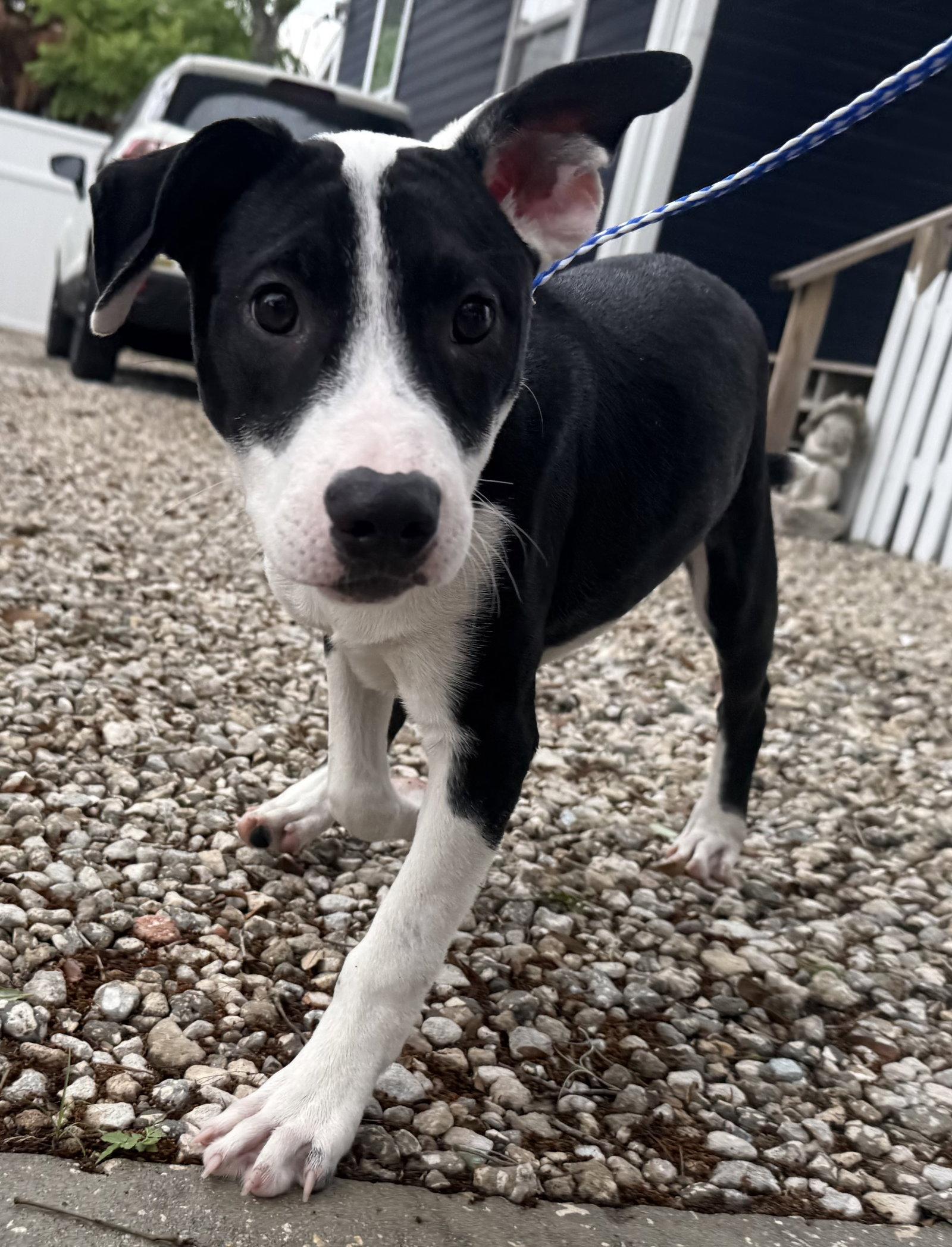 Way, Adopted, Puppy Female Hound.