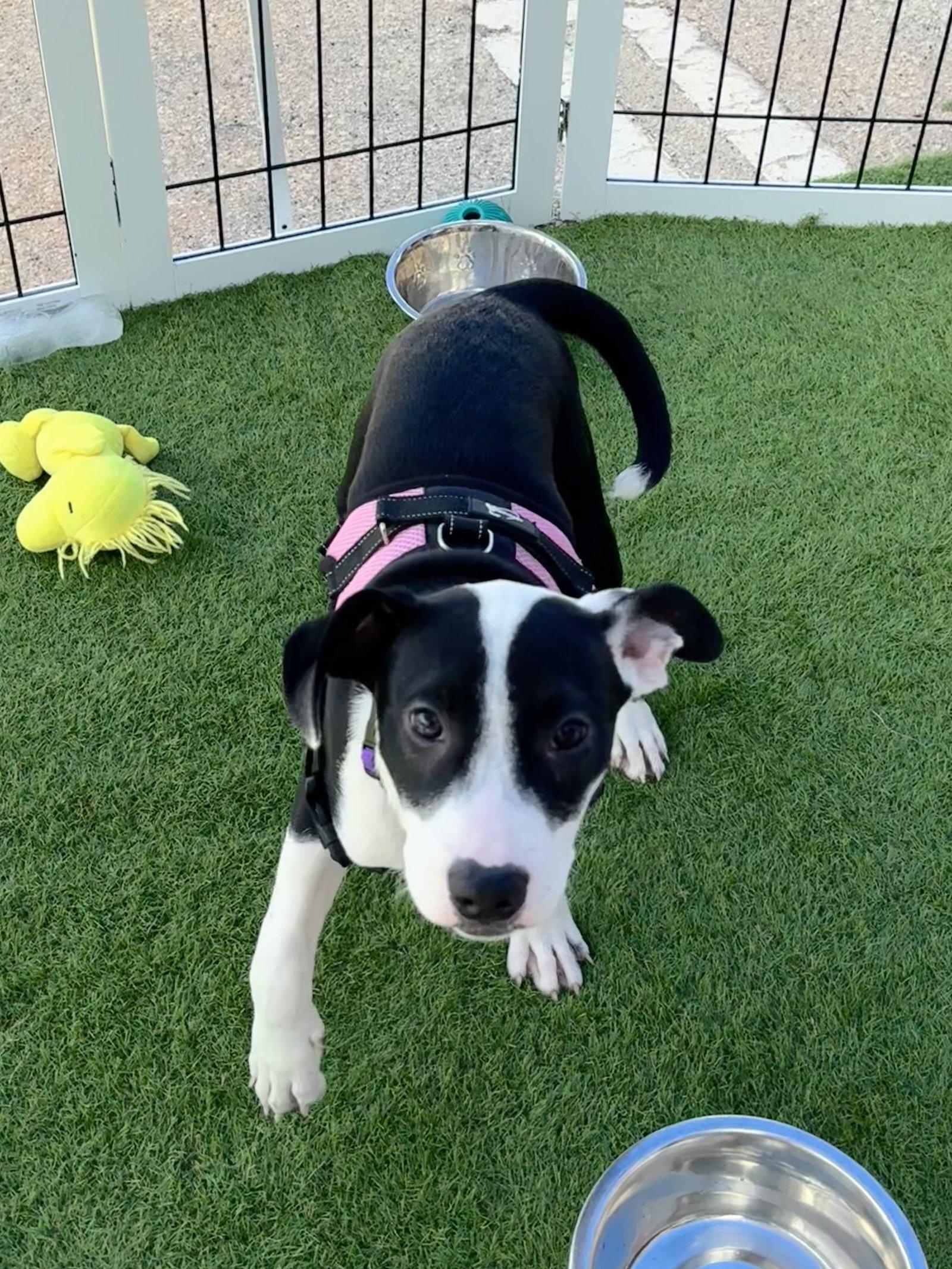 Enlarge Way, a Adopted Hound in Sanford, FL image 2/3