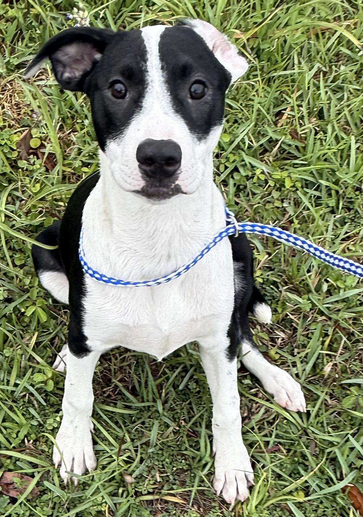 Enlarge Way, a Adopted Hound in Sanford, FL image 3/3