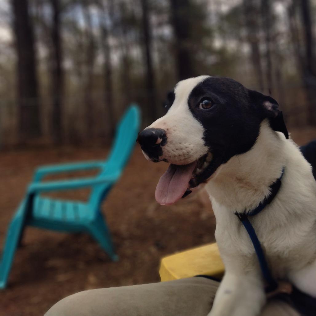 Darrien - Drizzle, Adoptable, Adult Male Mixed Breed.