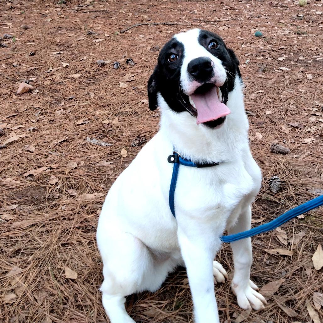 Enlarge Darrien - Drizzle, a Adoptable Mixed Breed in Valley, AL image 3/6