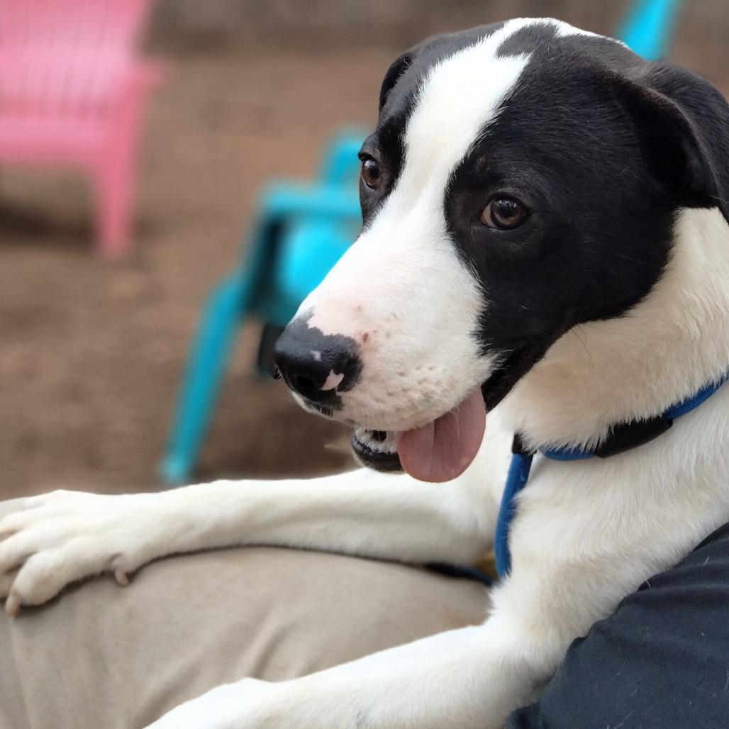 Enlarge Darrien - Drizzle, a Adoptable Mixed Breed in Valley, AL image 4/6