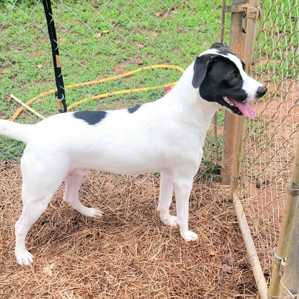 Enlarge Darrien - Drizzle, a Adoptable Mixed Breed in Valley, AL image 5/6