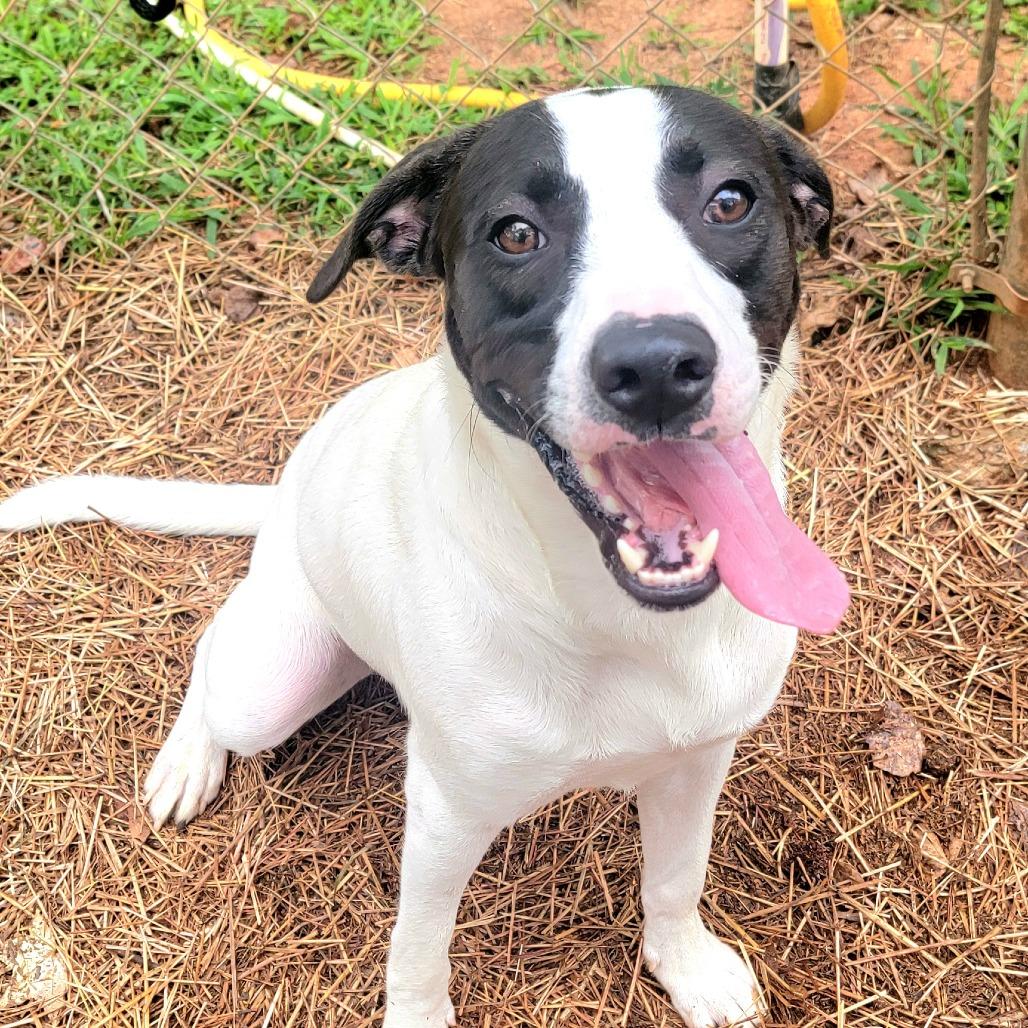 Enlarge Darrien - Drizzle, a Adoptable Mixed Breed in Valley, AL image 6/6
