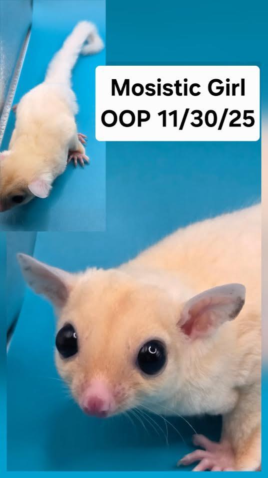 Lucky Charms, Adoptable, Baby Female Sugar Glider.