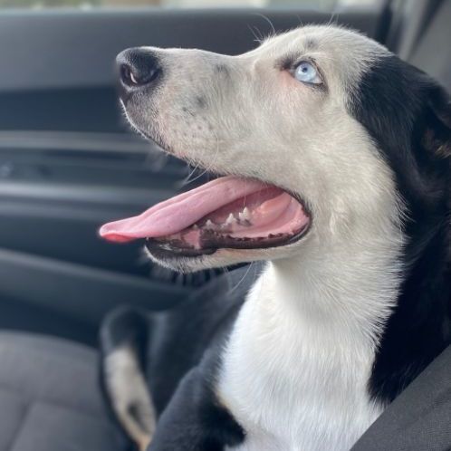 Klause, a Adopted mixed breed in Appleton, WI image 1/10