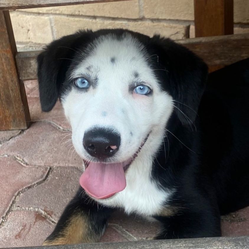 Klause, a Adopted mixed breed in Appleton, WI image 2/10