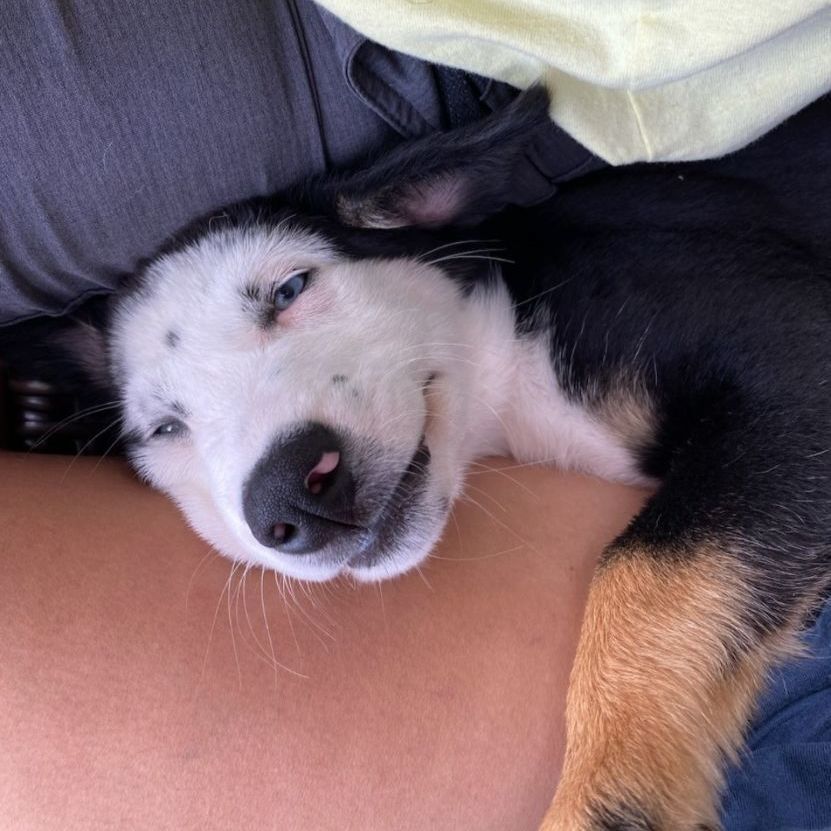 Klause, a Adopted mixed breed in Appleton, WI image 3/10