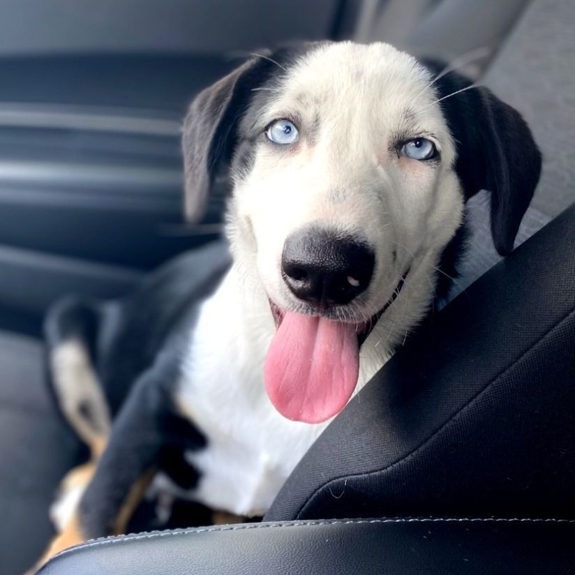 Klause, a Adopted mixed breed in Appleton, WI image 4/10