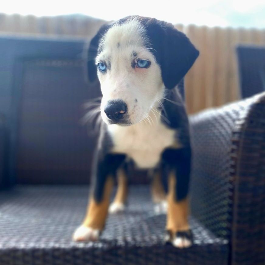 Klause, a Adopted mixed breed in Appleton, WI image 5/10