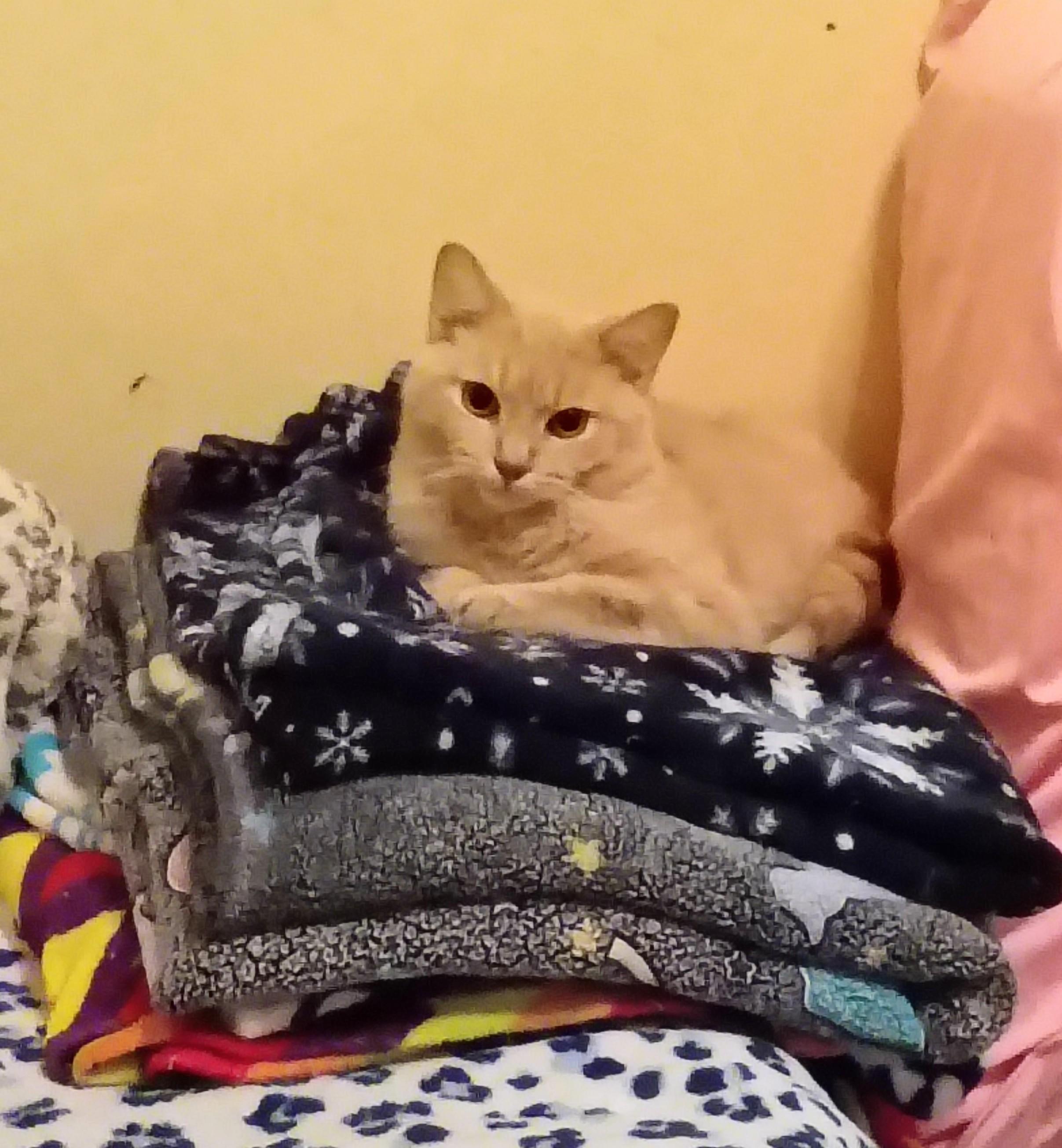 Key Lime needs kitty friend, Adoptable, Young Male Domestic Short Hair.