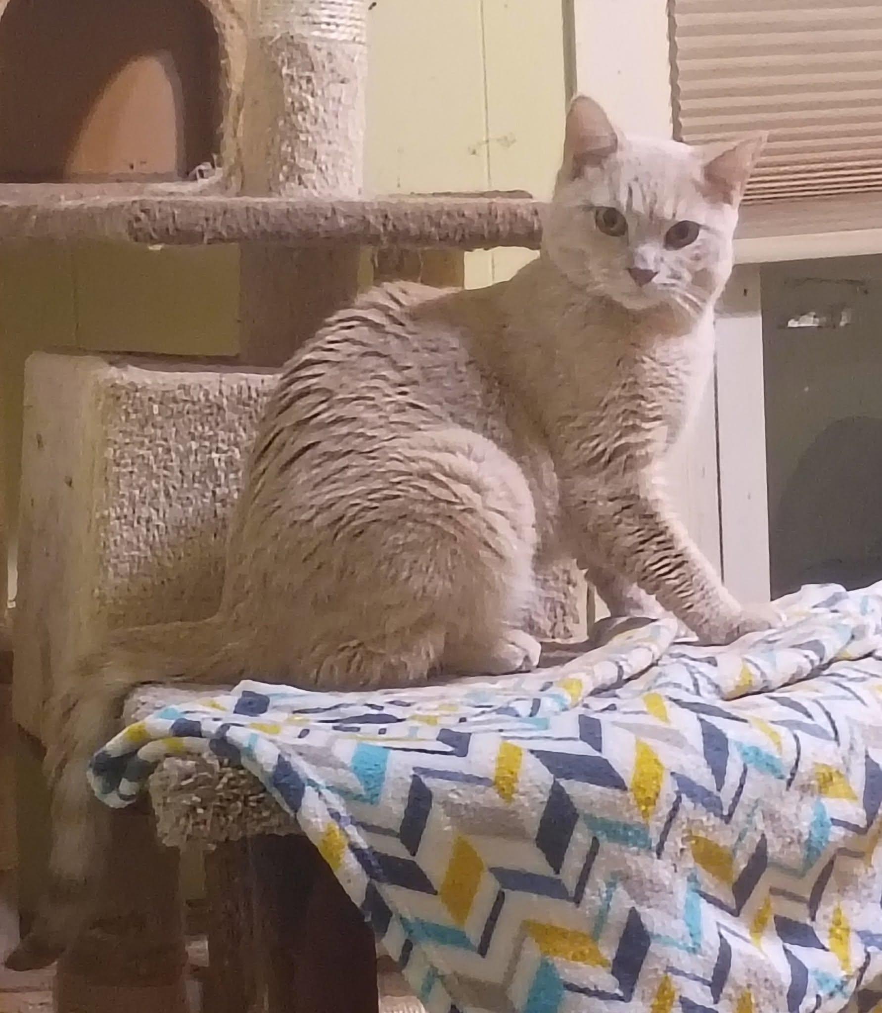 Enlarge Key Lime needs kitty friend, a Adoptable Domestic Short Hair in Hendersonville, TN image 3/4