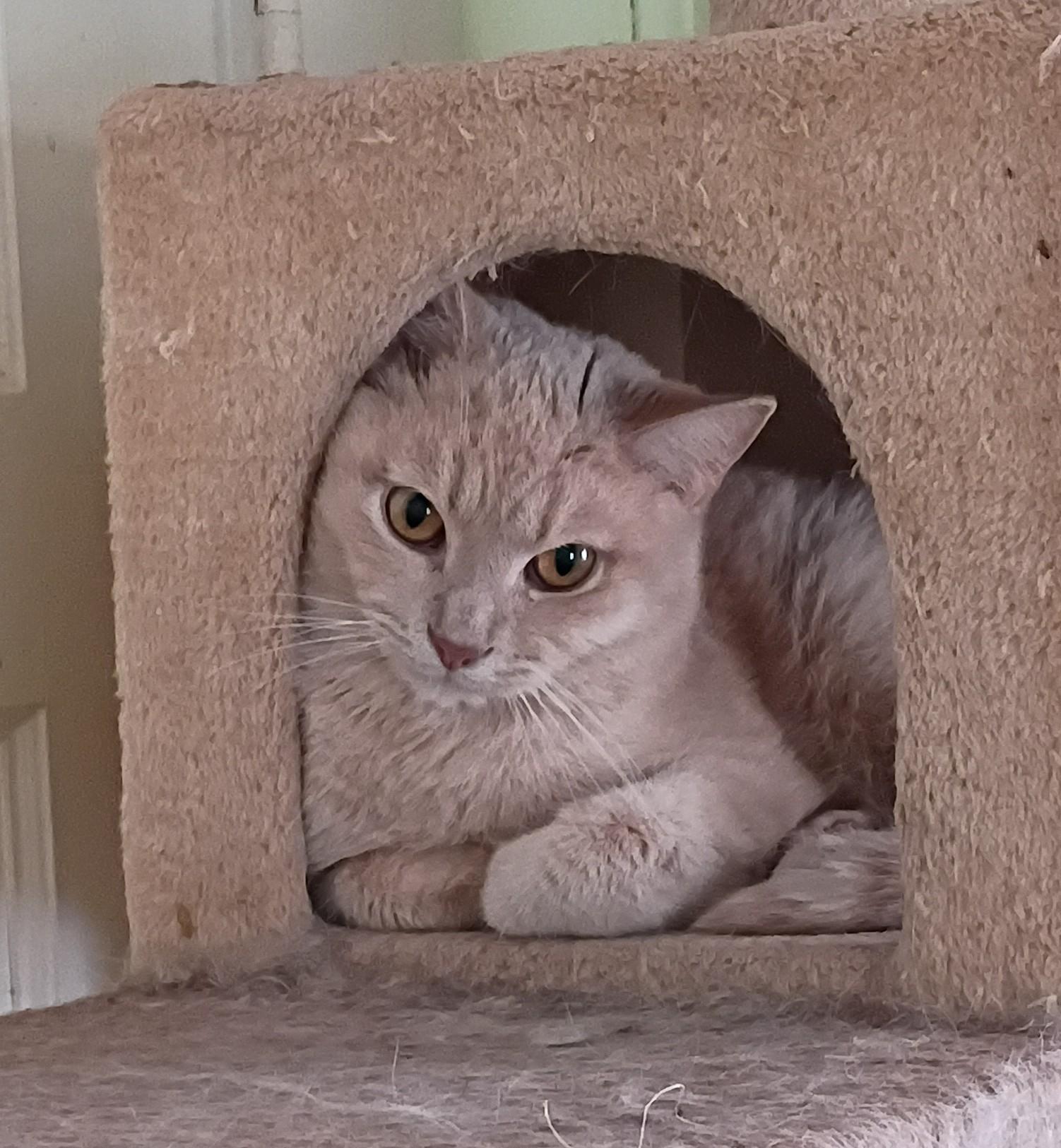 Enlarge Key Lime needs kitty friend, a Adoptable Domestic Short Hair in Hendersonville, TN image 2/4