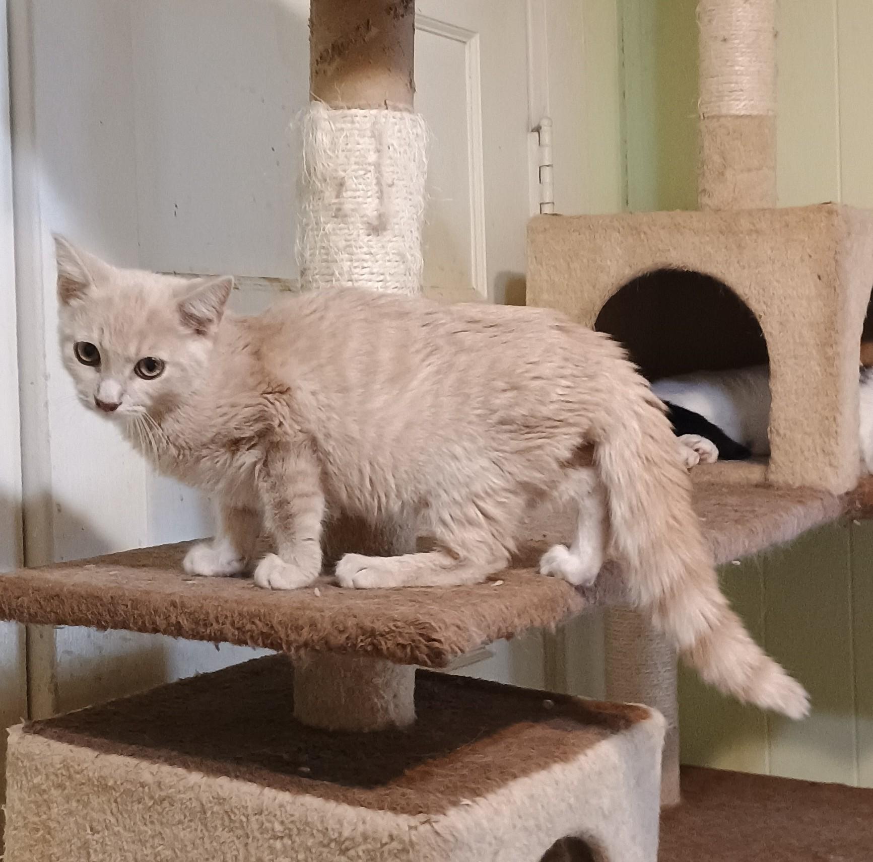 Enlarge Key Lime needs kitty friend, a Adoptable Domestic Short Hair in Hendersonville, TN image 4/4