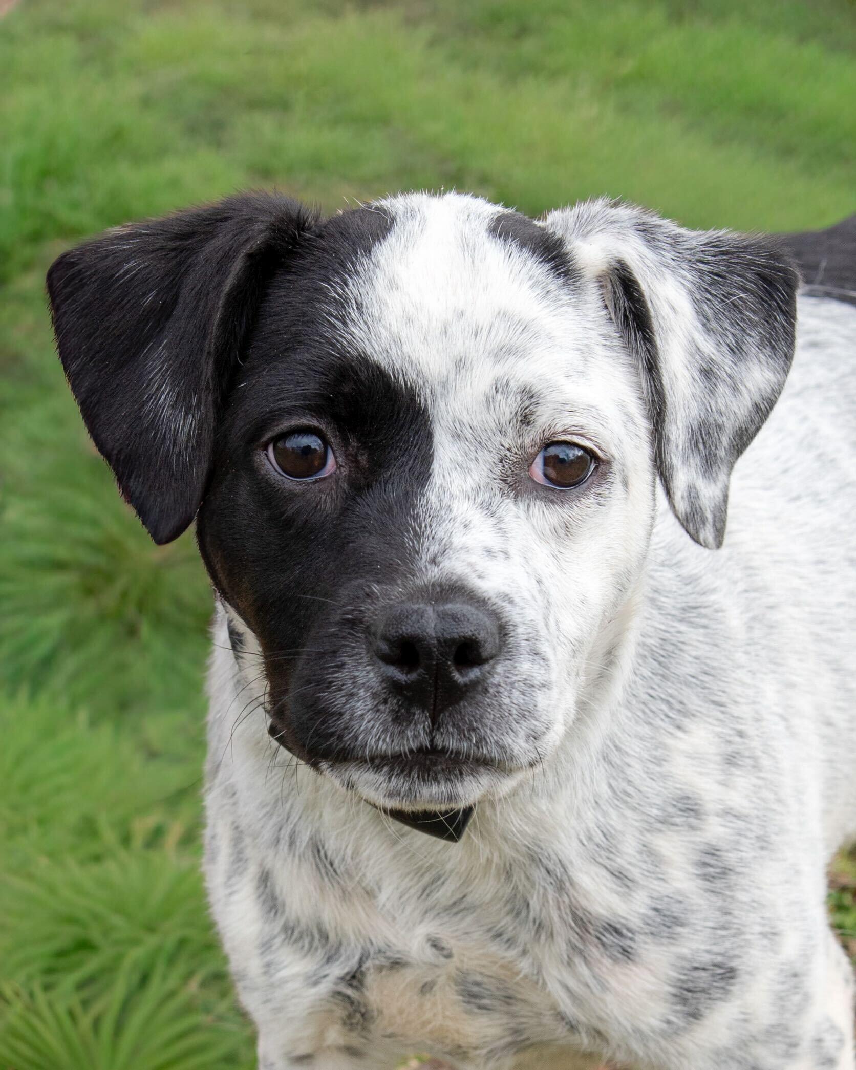 Gigi — thumbnail 2