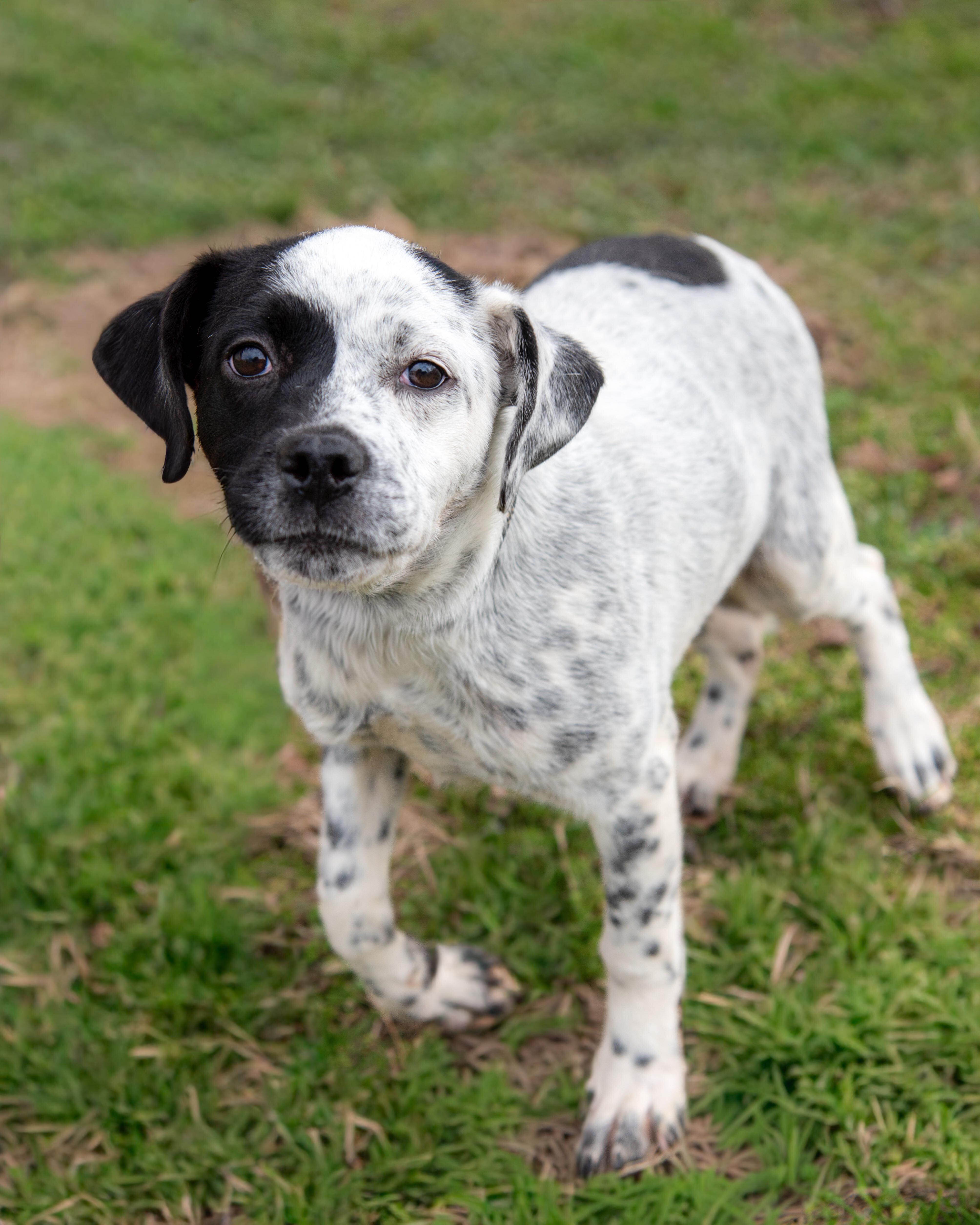 Gigi — thumbnail 4