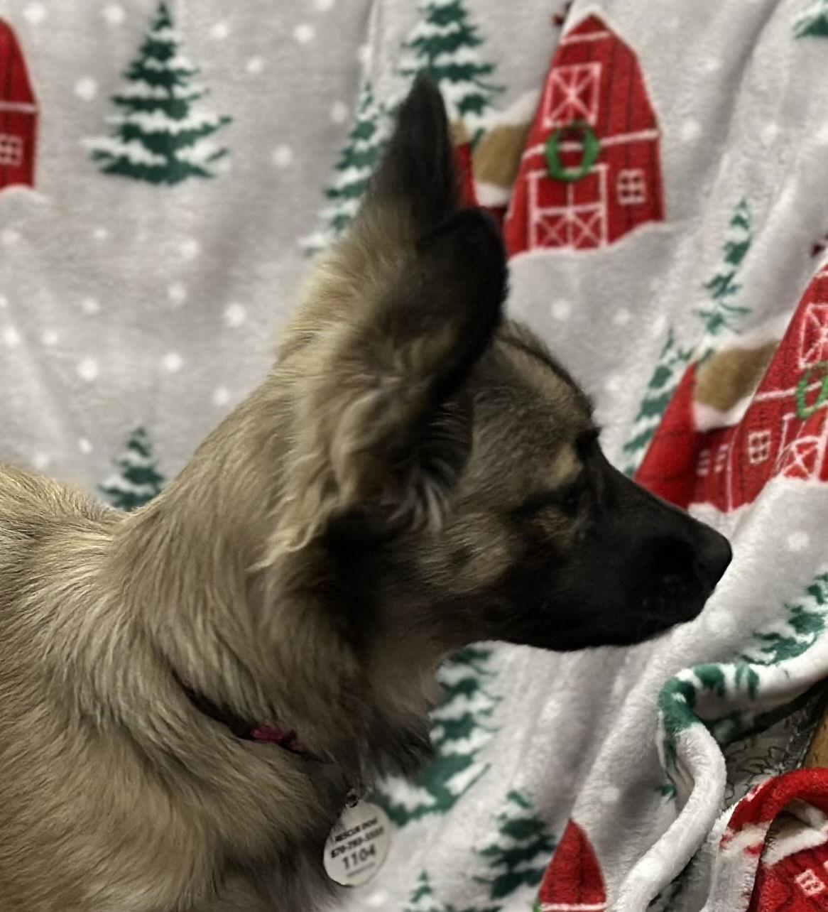 Enlarge Cricket, a Adopted mixed breed in Wakefield, RI image 2/3