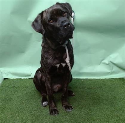 MAXINE, Adoptable, Adult Female Cane Corso.