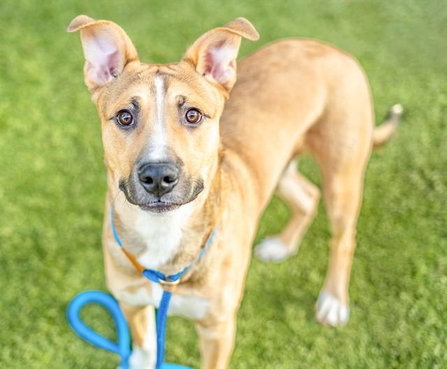 BUSKIN, Adoptable, Young Male German Shepherd Dog & Mixed Breed.