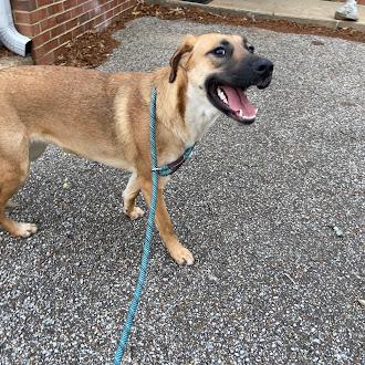 Enlarge Pistachio, a ADOPTABLE Black Mouth Cur in Germantown, TN image 2/2