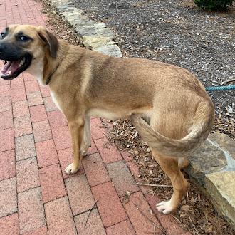 Enlarge Pistachio, a ADOPTABLE Black Mouth Cur in Germantown, TN image 1/2