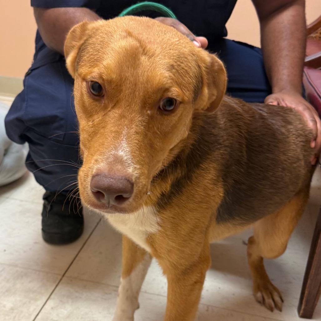Krillin, Adoptable, Young Male Coonhound.