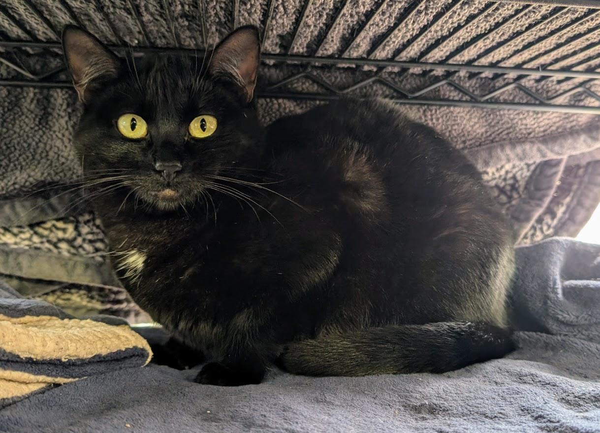 Nikita, Adoptable, Adult Female Domestic Short Hair.