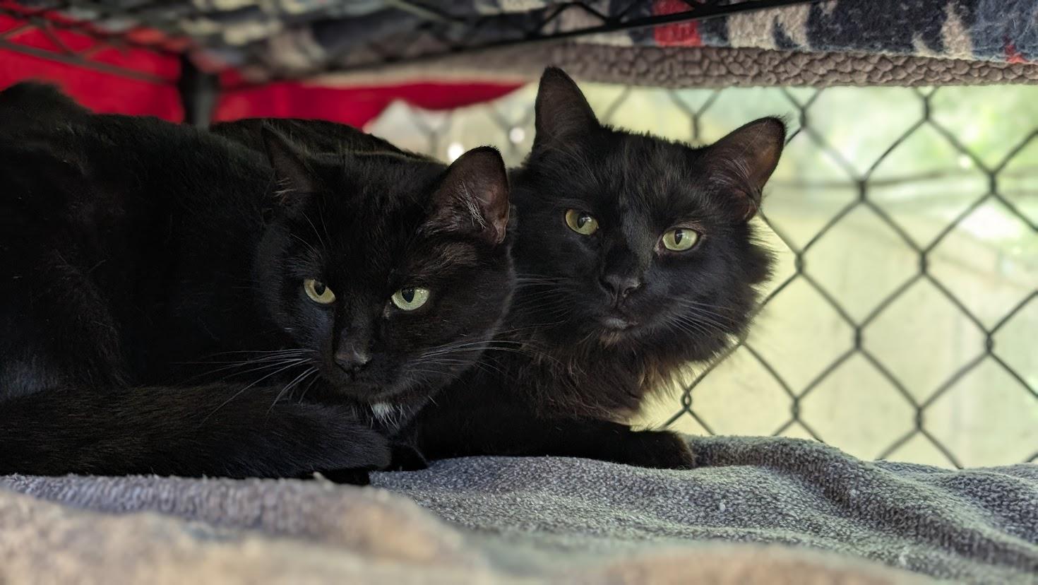 Enlarge Nikita, a Adoptable Domestic Short Hair in Coquitlam, BC image 2/2